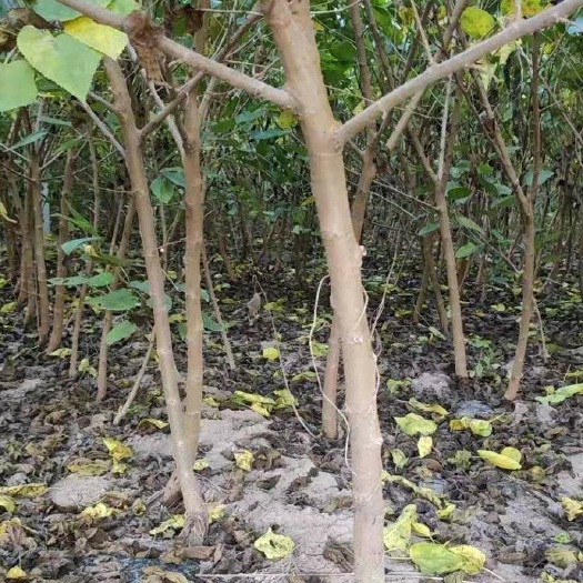 献县 自家苗圃抗寒黑珍珠桑树苗