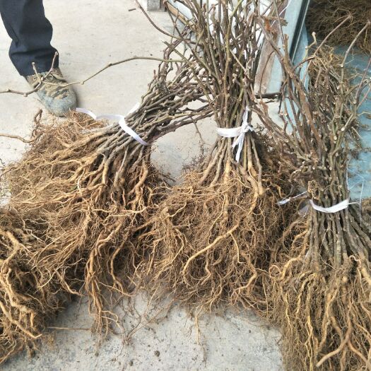 野生猕猴桃苗 基地直供，大规格猕猴桃实生苗