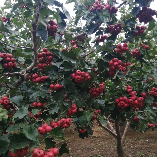 平邑县大金星山楂树苗 山楂苗成活率高！产量稳定