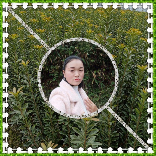 靖州县 本人有大量的杨梅树苗，台梅，乌梅东魁