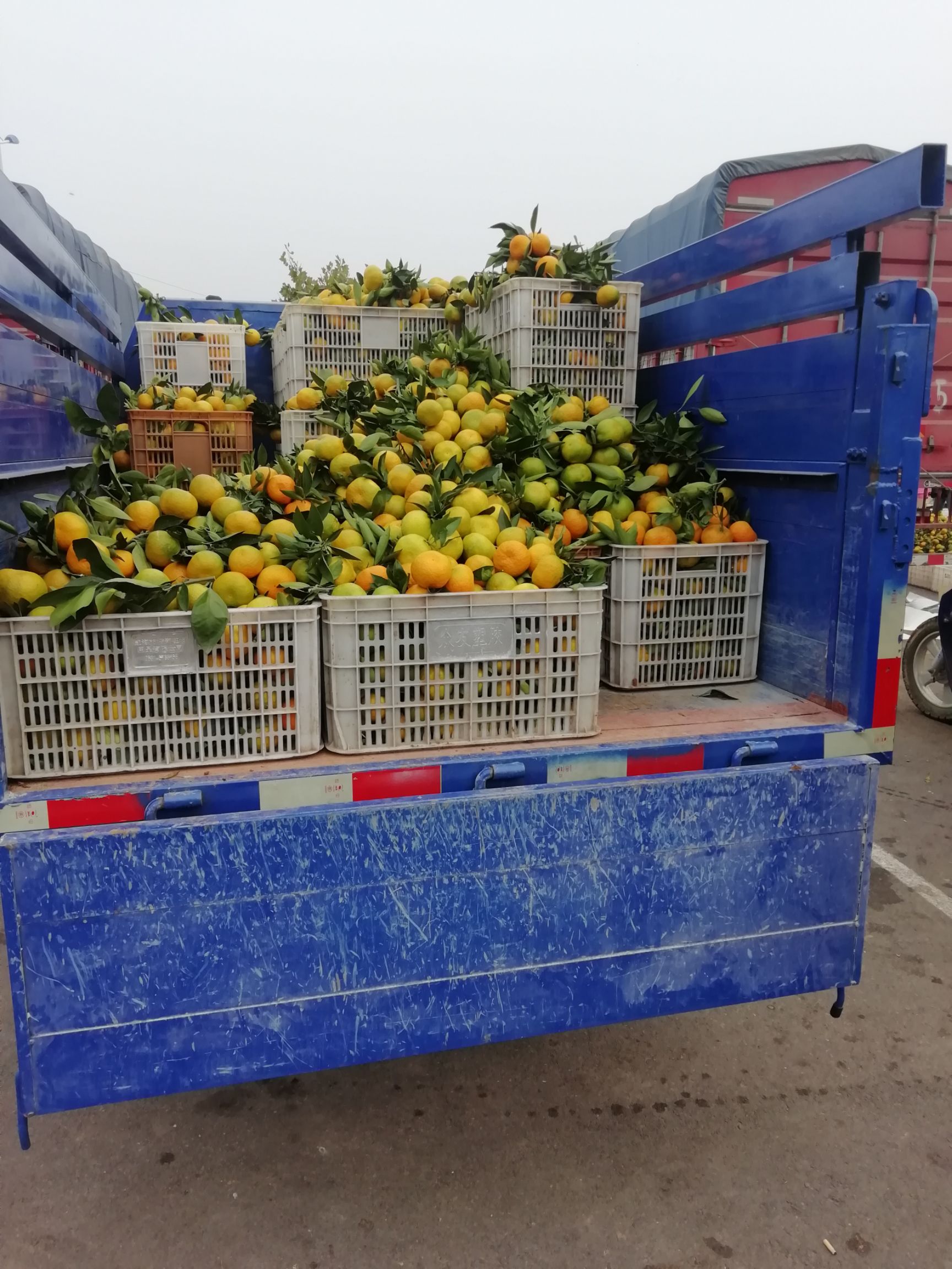 武当蜜橘 好的诚信，好的服务，