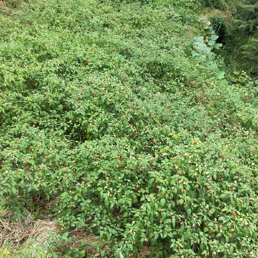 双牌县 大山里的七彩椒，生姜等农产品！