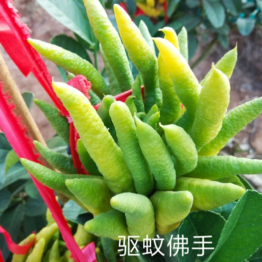 平邑县佛手盆栽 驱蚊佛手苗花香果香，夏天驱蚊冬天闻香味自家育苗保证品种保活。