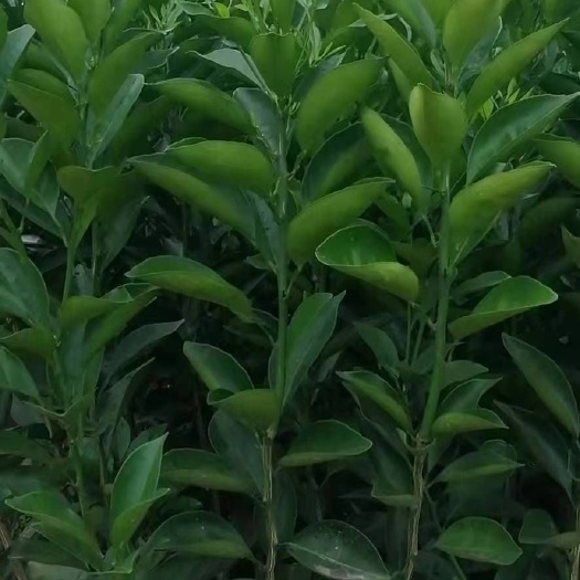 松滋市 优质纽荷尔脐橙苗，根须发达，品种有保证，无检疫性病虫害。