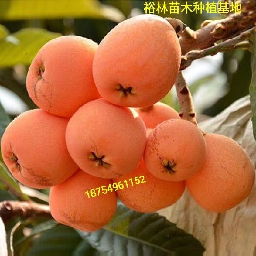 平邑县 大五星枇杷树苗嫁接苗包品种质量包成活率包挂果基地现发货