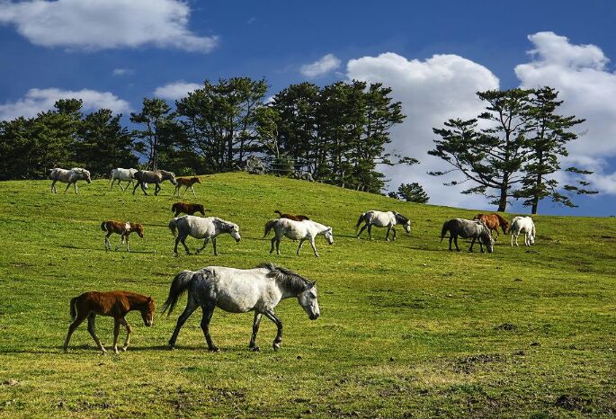 肉馬  過秤