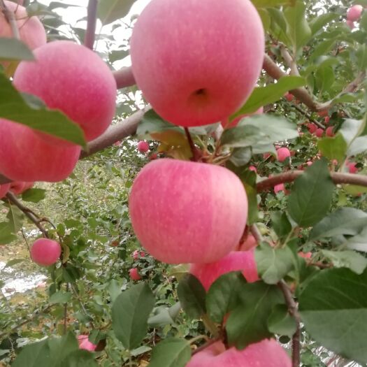 邢台红富士苹果  邢台市最好的苹果。