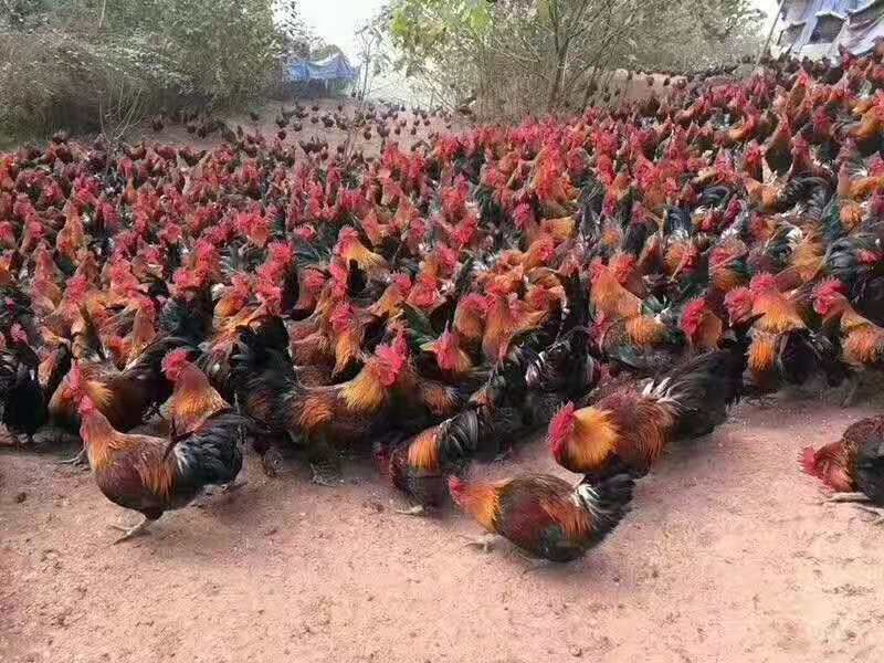  黑瑶鸡苗