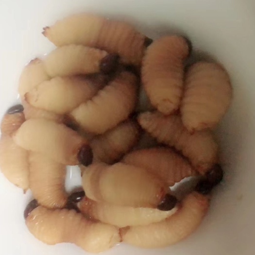 四会市 长期供应活体竹虫