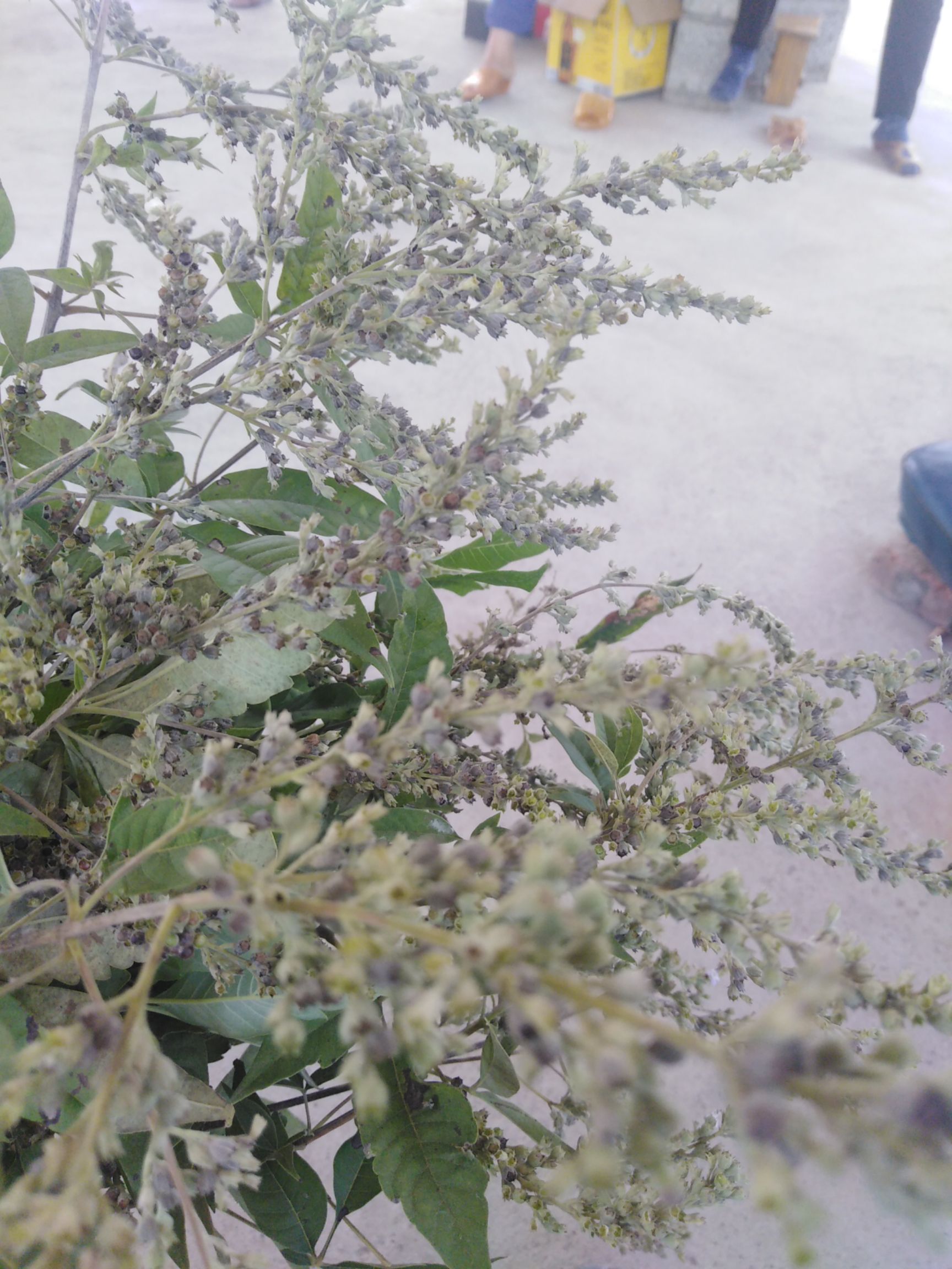 荆叶茶 野生中草药，没有任何人工化肥及农药，润肺，去湿解表