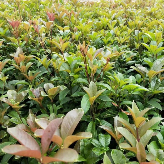 长沙四季桂小毛球冠幅30/40cm  四季桂柱高150/180