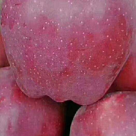 秦安县黑钻苹果 绿色食品，大量批发，零售，2元一斤！