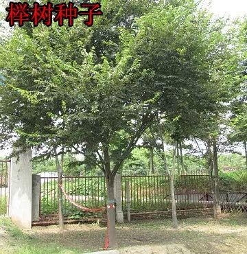 桐乡市 紫薇