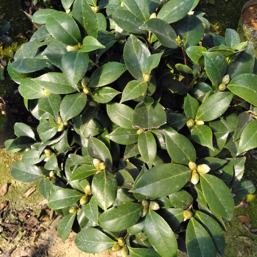 漳平市 盆栽茶花，室内室外皆可栽种带花苞。包邮24小时发货。