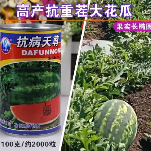 樟树市浪潮牌抗病天尊西瓜种子超大型抗重茬大花西瓜种1000粒