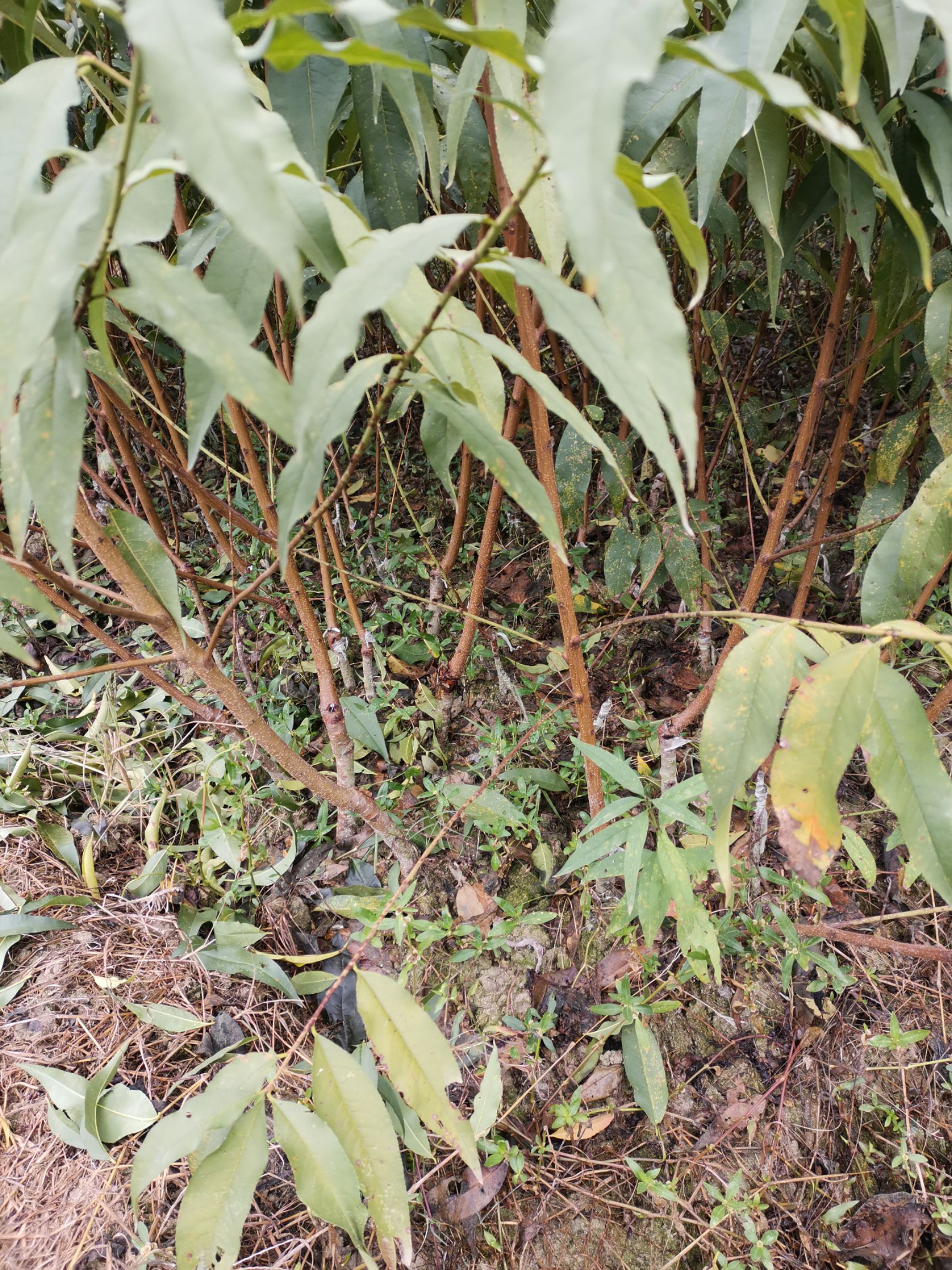 錦繡黃桃苗  黃桃果實(shí)肉色金黃，果形整齊勻稱，味甜