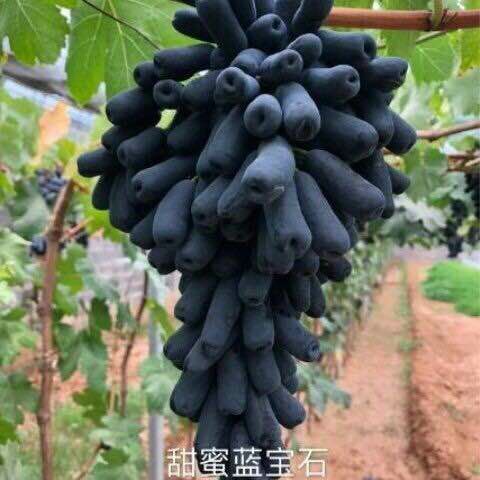 平邑县 蓝宝石葡萄苗