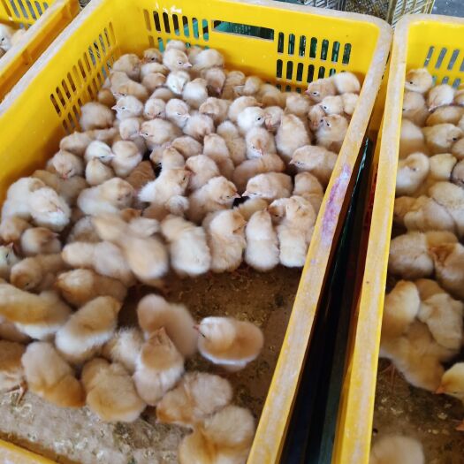 南宁 三黄鸡苗