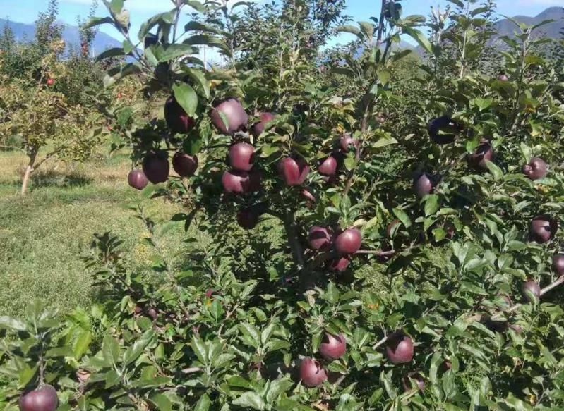  黑钻苹果树苗黑苹果苗嫁接苹果苗现挖现售品种纯正