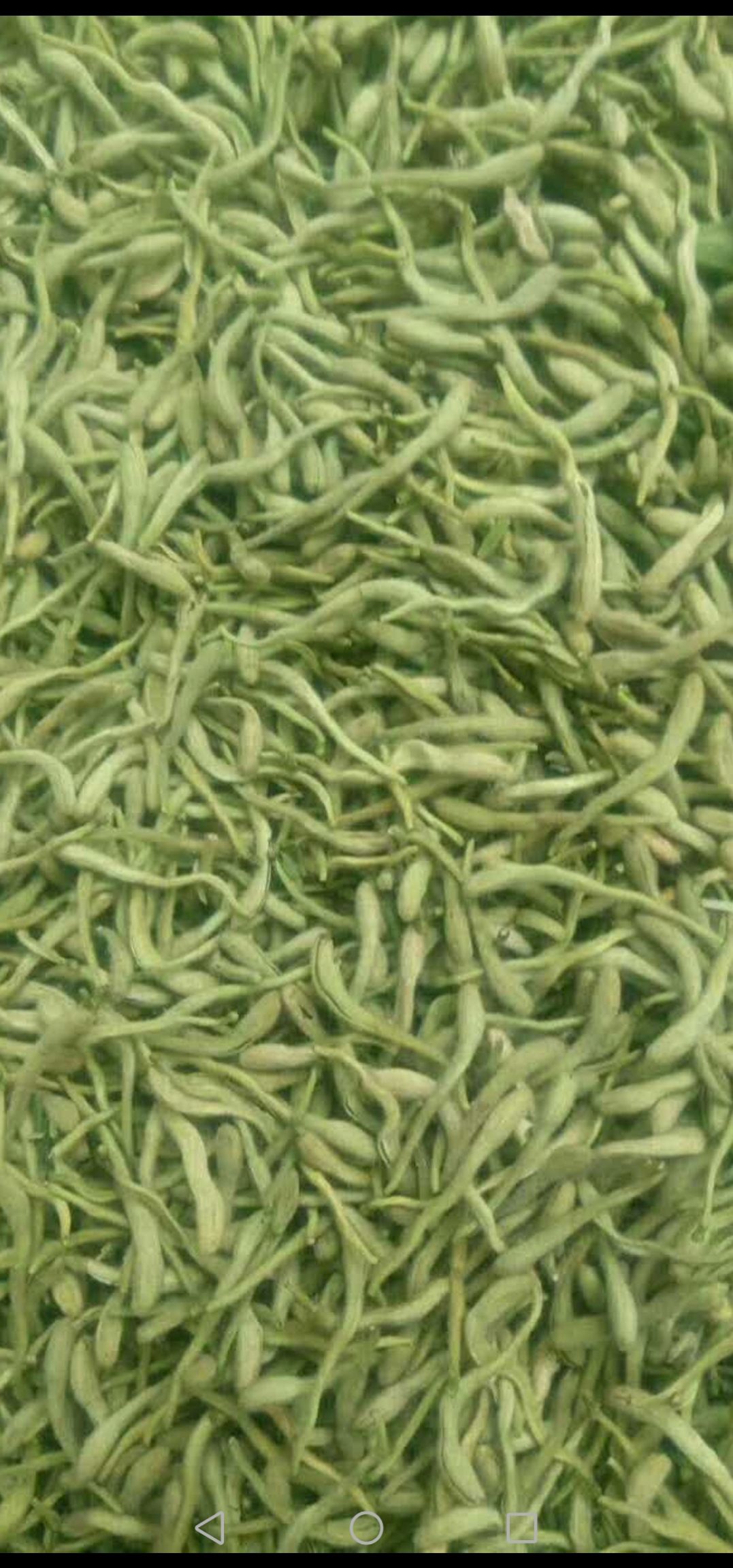 巨鹿县金银花茶