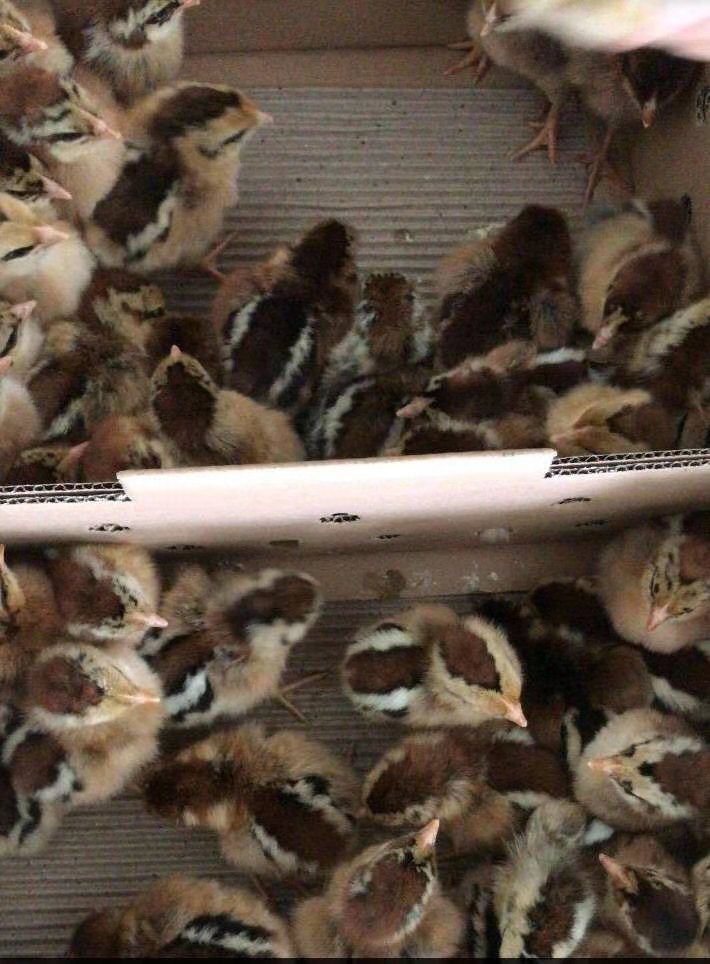  黑瑶鸡苗