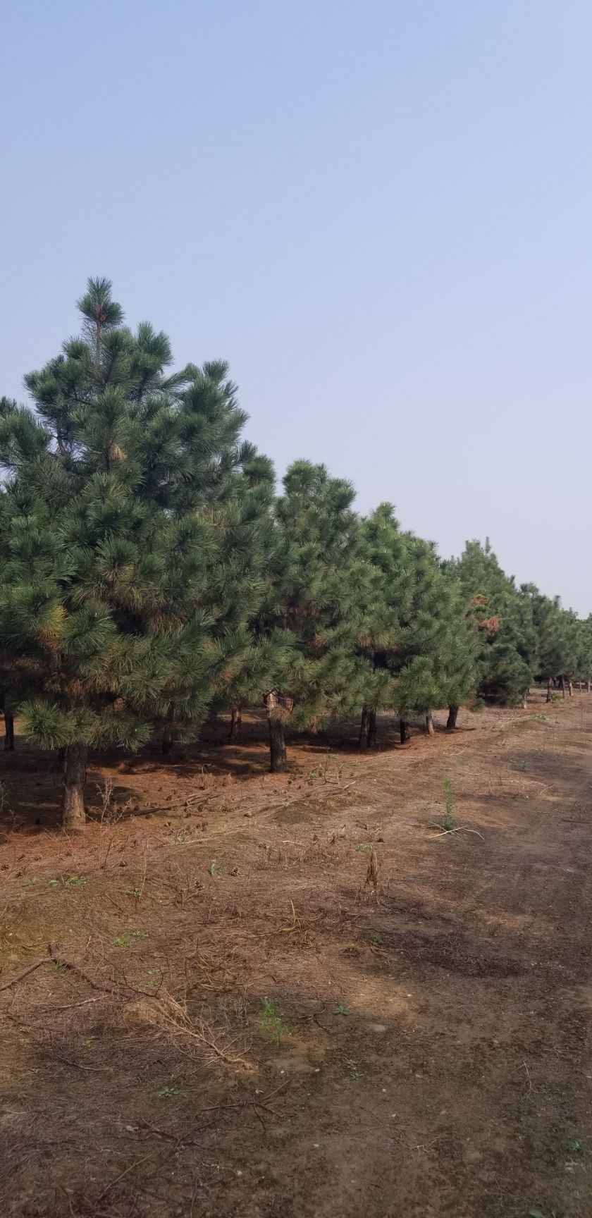 造型油松