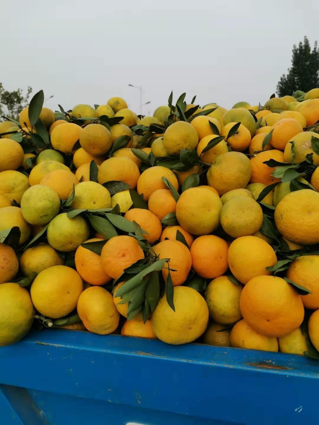 武当蜜橘 好的诚信，好的服务，