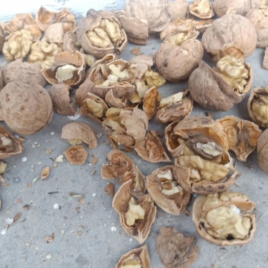 江门 核桃