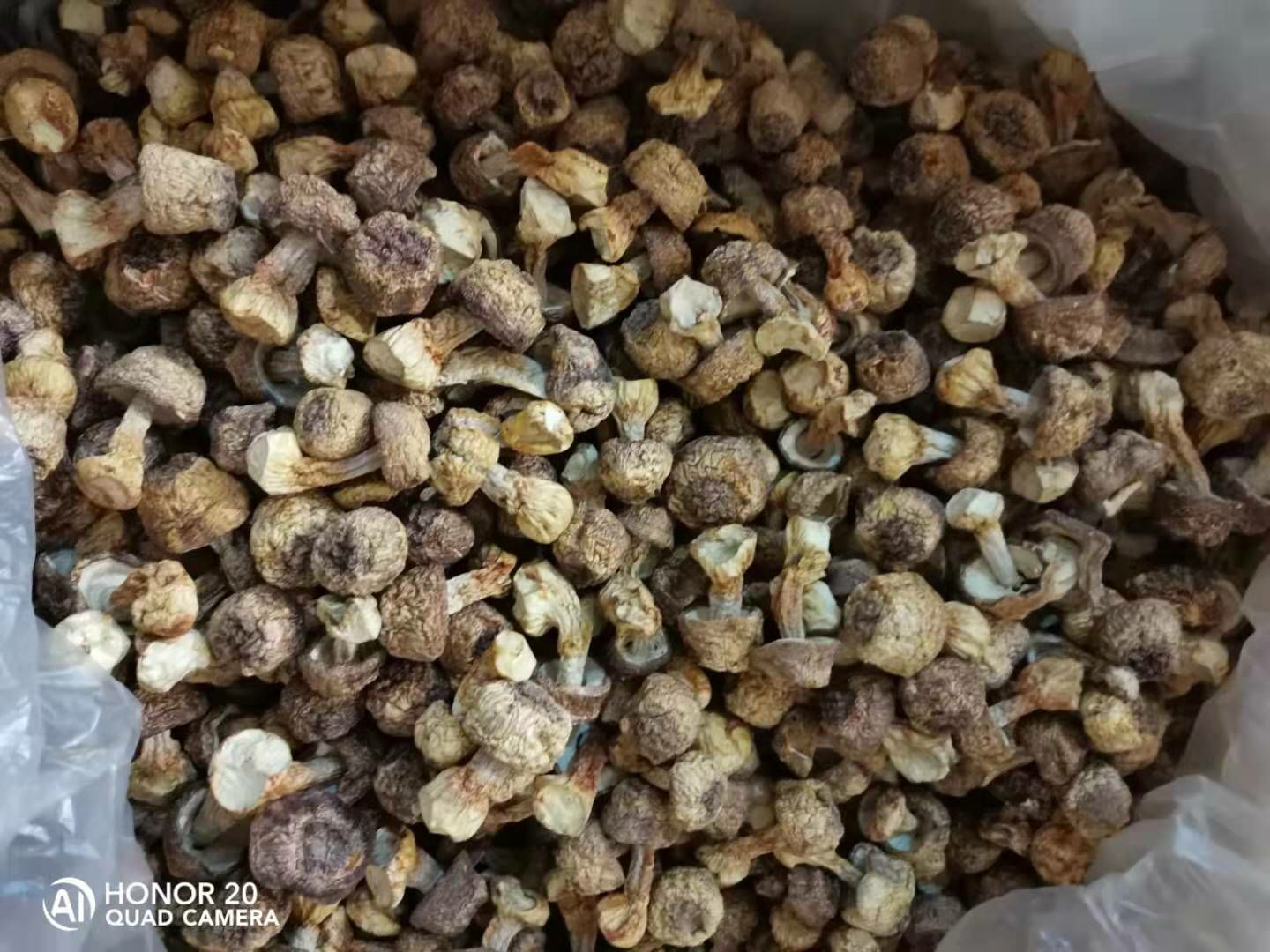  云南姬松茸，新鮮，干貨都有