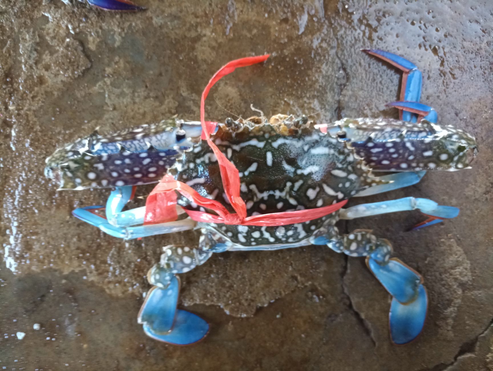 蓝花蟹 花蟹小船下网货，质量好，天天上水，货源稳定