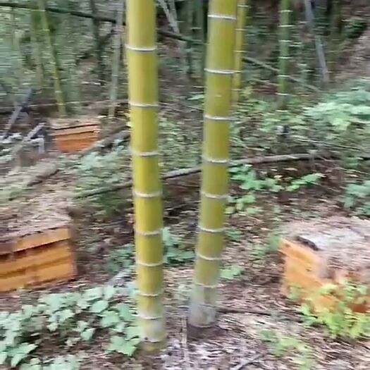 平江县 美  女   养  蜜蜂群出售 笼蜂 活蜂蜜王