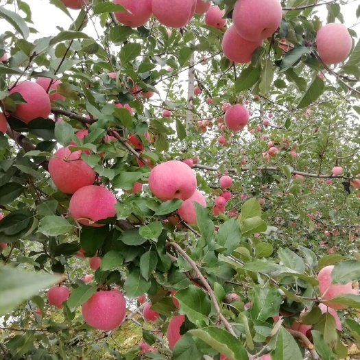 邢台寒富苹果  最优质的苹果，最优质的服务