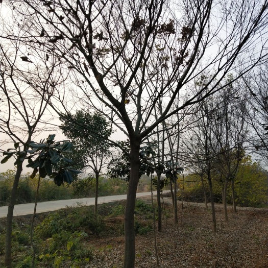 全椒县 大量定植朴树