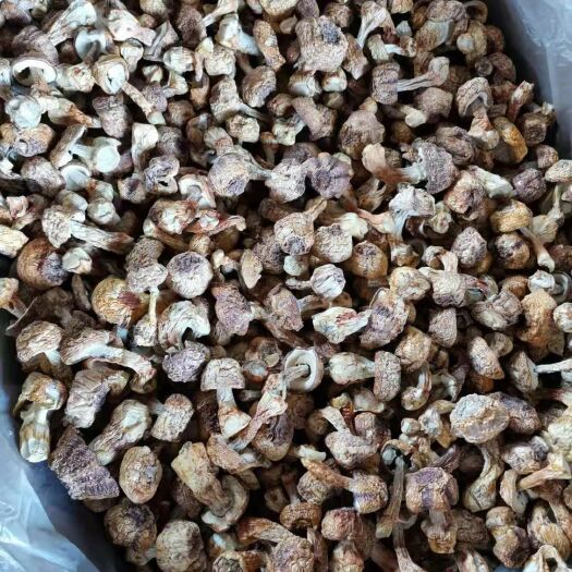 弥勒市 云南姬松茸，新鲜，干货都有