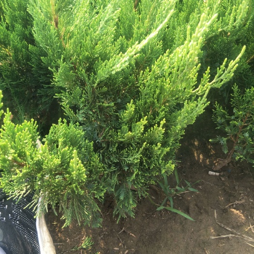 泰安 自己苗圃100万棵小龙柏，欢迎选购。