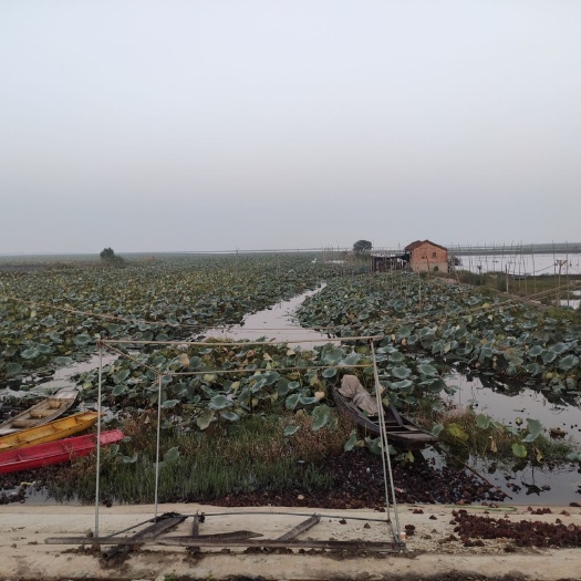 洪湖市湖北清水大闸蟹，特挑精品大闸蟹，长期供应，童嫂无期，量大从优