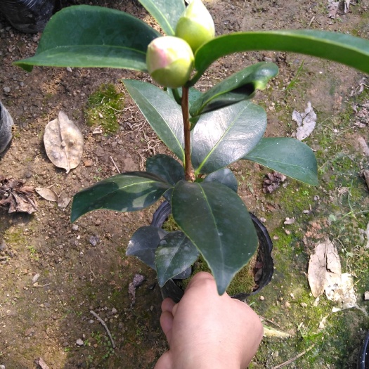 漳平市 室内盆栽茶花，原盆带土，花苞饱满。含苞待放24小时发货。