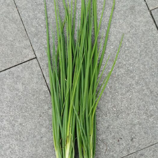南充 南充香葱遂宁小葱四季葱基地直销