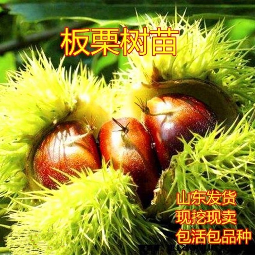 平邑县油栗苗  油板栗苗