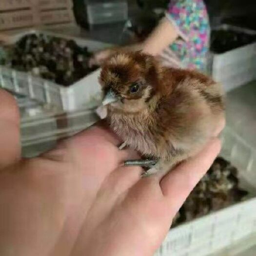 贵阳 黑瑶鸡苗