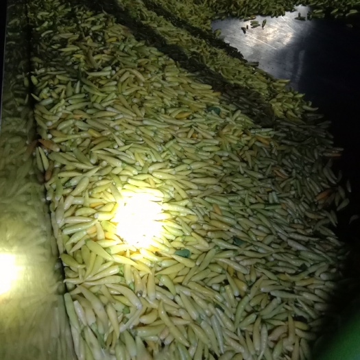 亳州鲜泡椒 混装通货 特辣 靑色