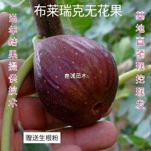 布兰瑞克苗 布兰瑞克无花果苗基地供应1--5年苗保湿发货提供技术