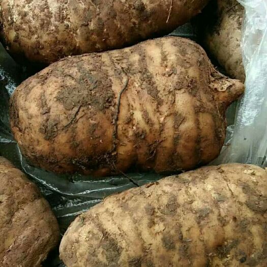 彝良县 需要天麻的与我联系