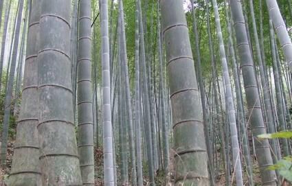 金秀县 精品毛竹