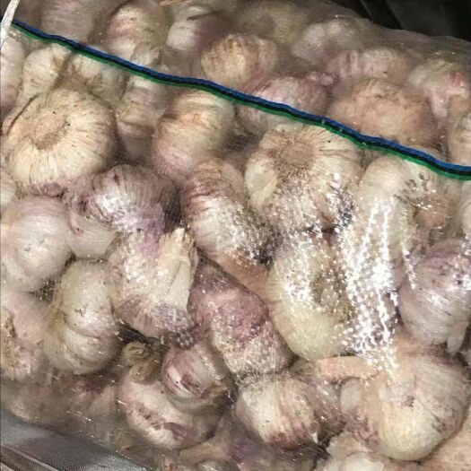 东明县紫皮大蒜 价格合适
