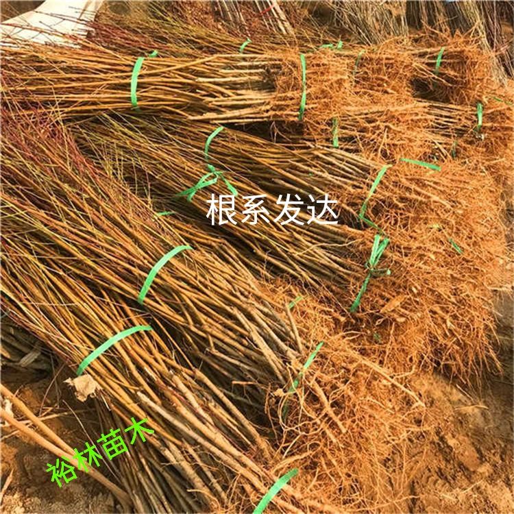  红密桃树苗嫁接苗包品种包成活率包挂果保证纯度死苗补发基地发货