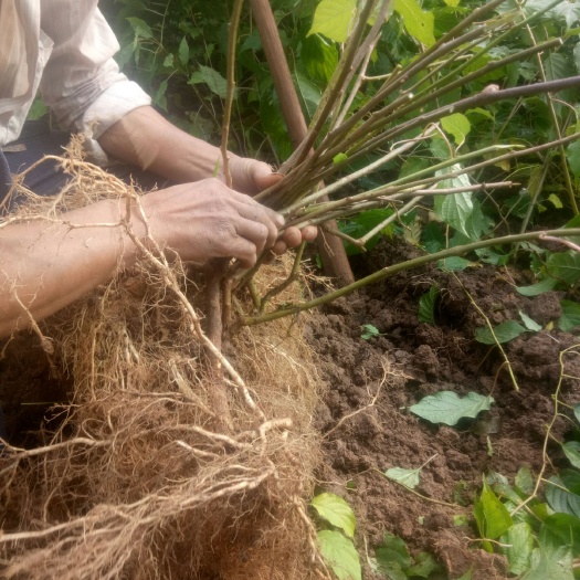苍溪县猕猴桃苗  水杨桃实生苗学名广砧一号