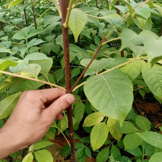 贵溪市吴茱萸苗 江西中花吴茱萸基地现挖苗，挂果快