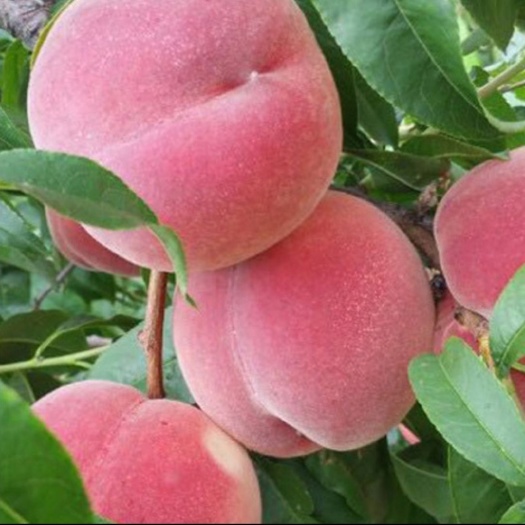 平邑县 秋彤桃树苗