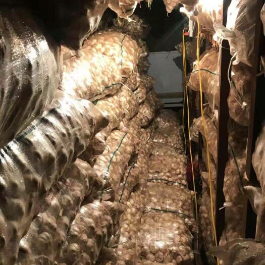 东明县 31顿大蒜出售